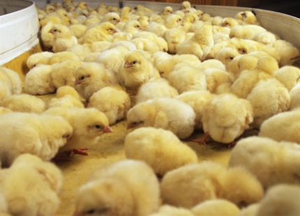 Humidificación para criaderos de pollos